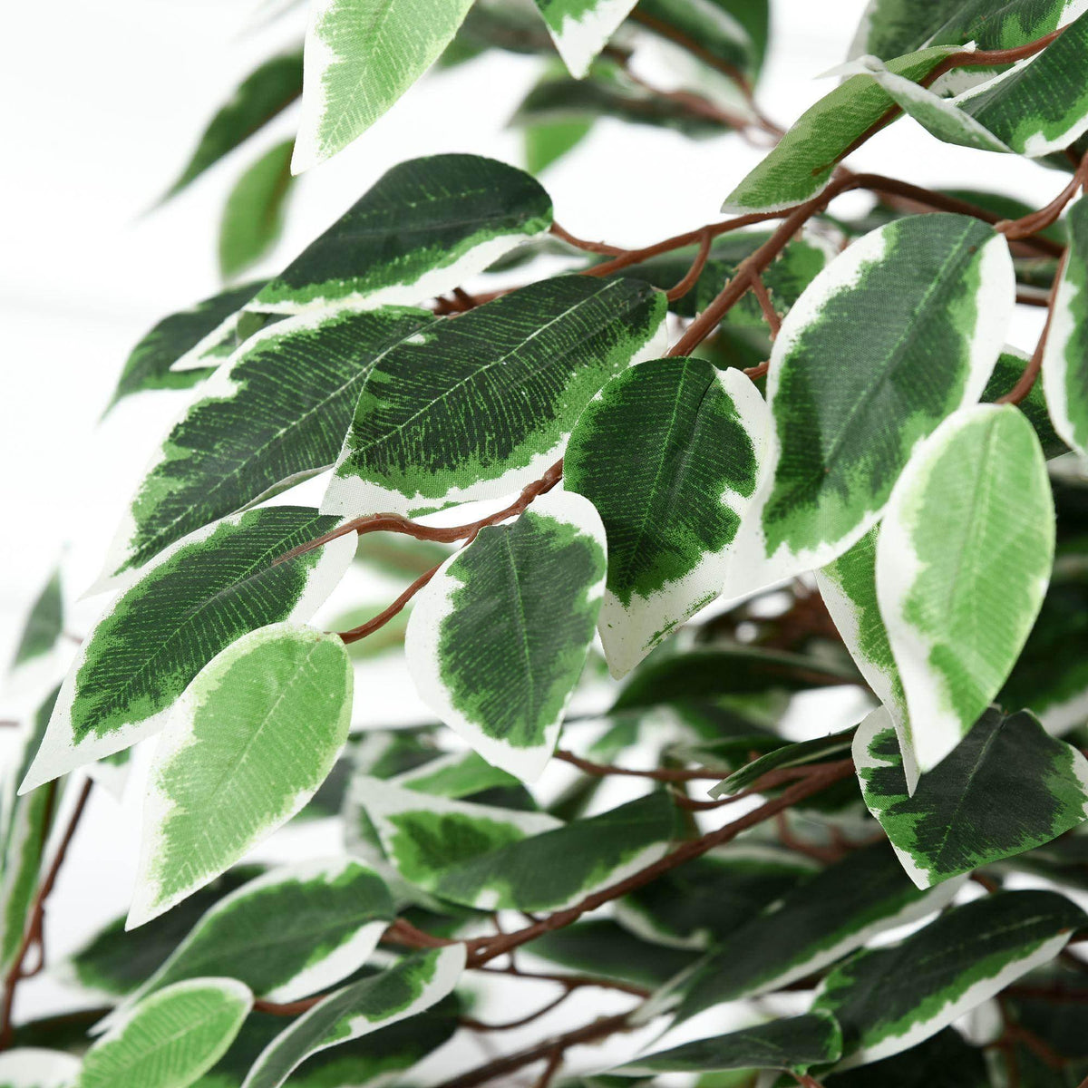 Close-up of artificial ficus silk leaves with green centers and cream edges on stems.
