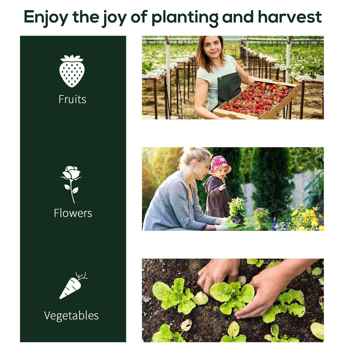 Planting and harvest collage showing a transparent tunnel greenhouse outdoors
