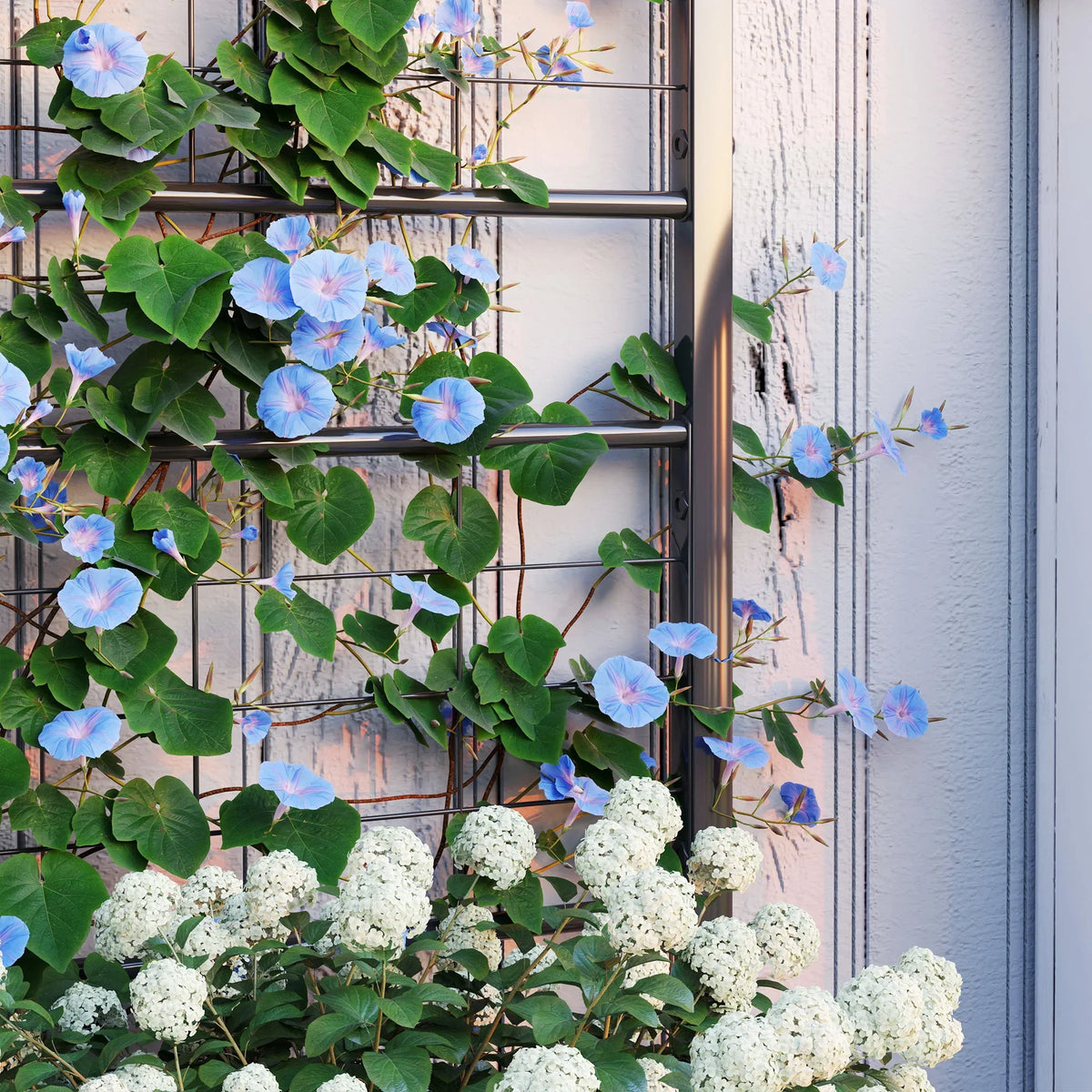 Black trellis panel with climbing plants and blue blossoms above the raised bed