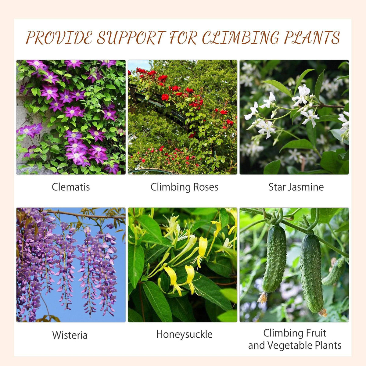 Climbing plants photo collage: Clematis, roses, jasmine, wisteria, honeysuckle, vines