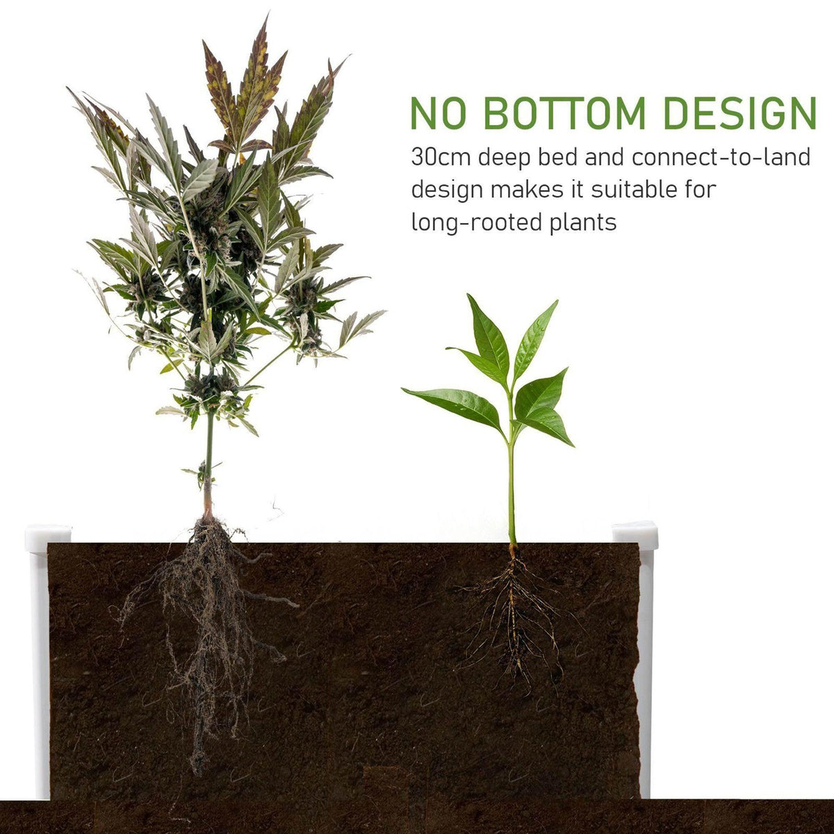 Raised garden bed planter with dark soil bed, white frame, small plants with roots shown