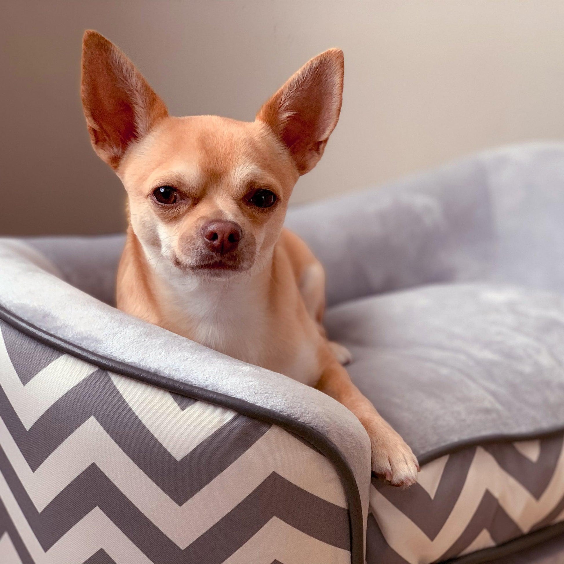 PawHut Dog Sofa for XS Dogs - Grey - ALL4U RETAILER LTD